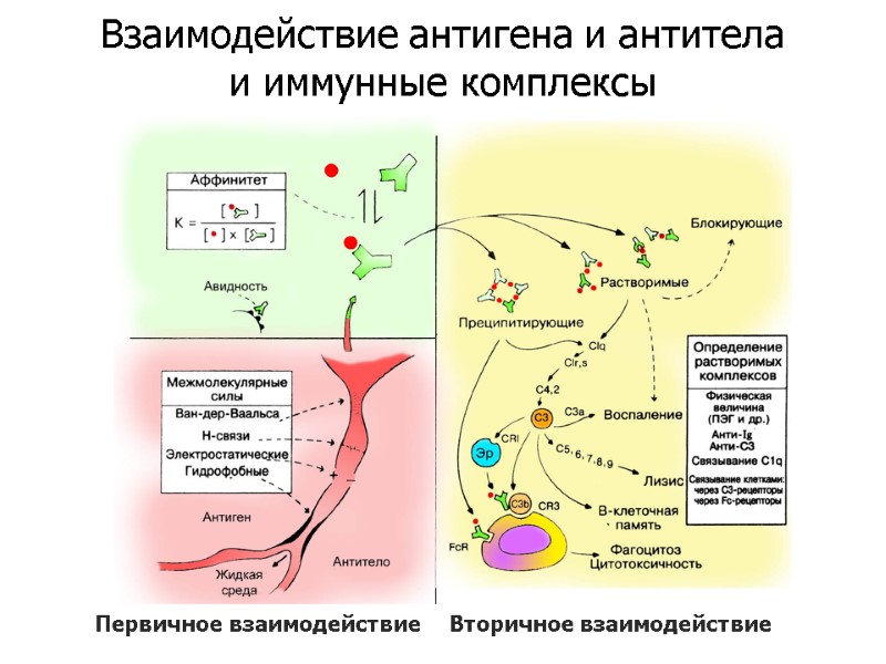 Первичное взаимодействие Вторичное взаимодействие Взаимодействие антигена и антитела  и иммунные комплексы